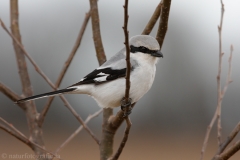 4 Raubwürger - Lanius excubitor